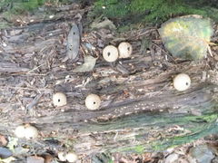 Lycoperdon molle