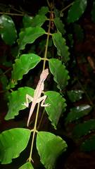 Anolis gaigei