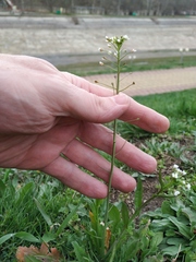 Capsella bursa-pastoris