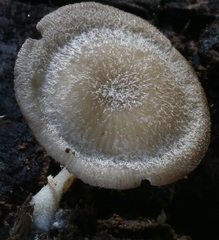 Trichocybe