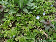 Veronica persica