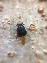 Craspedometopon basale