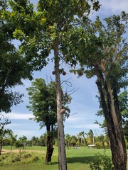 Couroupita guianensis