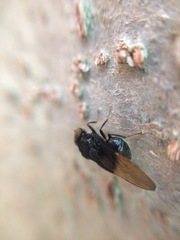 Craspedometopon basale