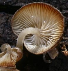 Trichocybe