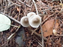Mycena alcalina