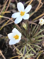 Leptosiphon parviflorus