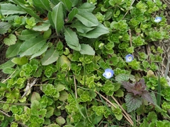 Veronica persica