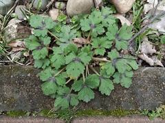Ranunculus