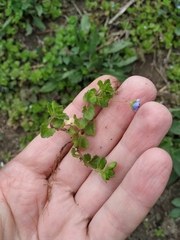 Veronica persica