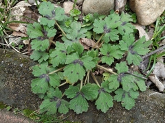 Ranunculus