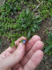 Veronica persica