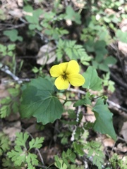 Viola lobata integrifolia