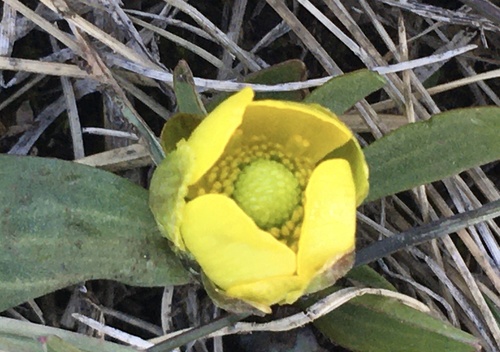 sagebrush buttercup