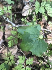 Viola lobata integrifolia