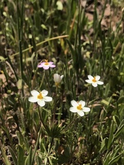 Leptosiphon parviflorus