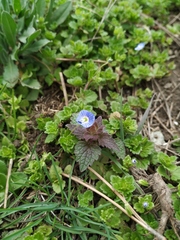 Veronica persica