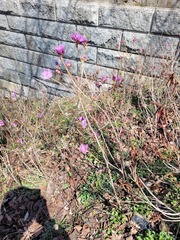 Rhododendron mucronulatum