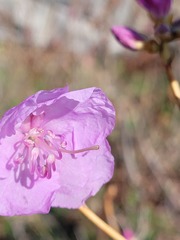 Rhododendron mucronulatum