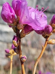 Rhododendron mucronulatum
