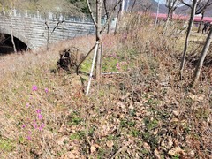 Rhododendron mucronulatum