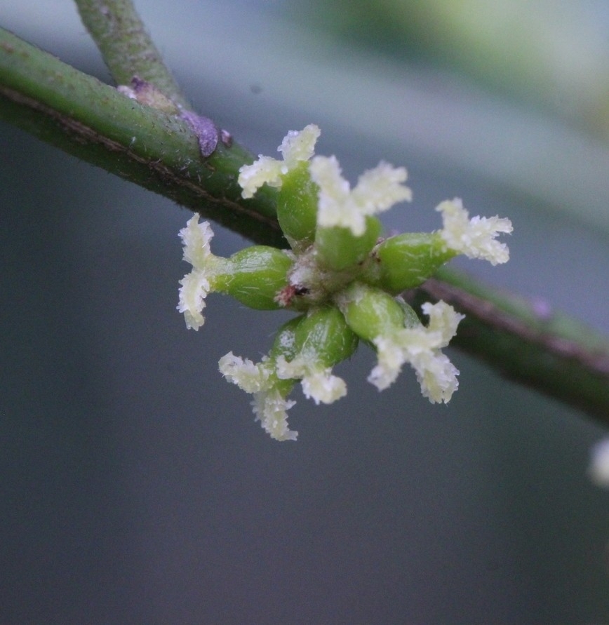 Aporosa octandra (Aporosa octandra)