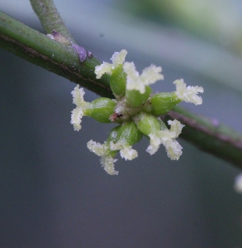 Aporosa octandra (Aporosa octandra)