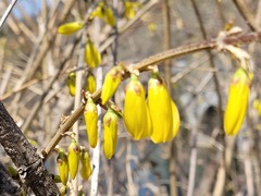 Forsythia koreana