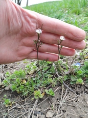 Cardamine