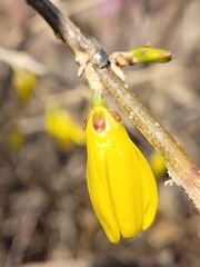 Forsythia koreana