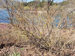 Forsythia koreana