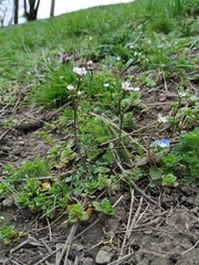 Cardamine