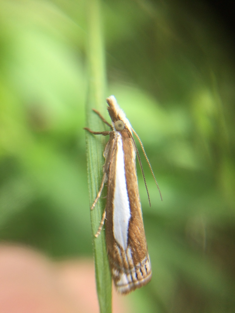 Crambus argyrophorus