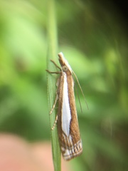 Crambus argyrophorus
