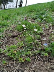 Cardamine