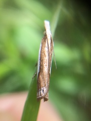 Crambus argyrophorus
