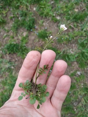 Cardamine