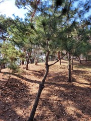 Pinus koraiensis