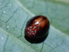 Hemisphaerius rufovarius