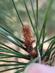 Pinus koraiensis