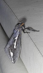 Abantiades labyrinthicus