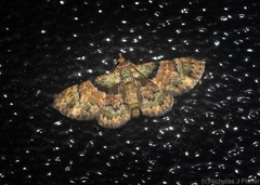 Gymnoscelis derogata