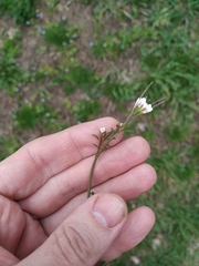 Cardamine
