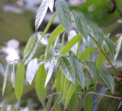 Castanopsis concinna