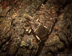 Mitrastethus australiae