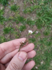 Cardamine