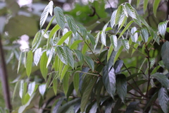 Castanopsis concinna