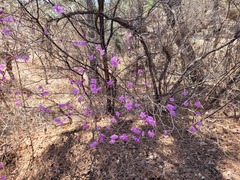 Rhododendron mucronulatum