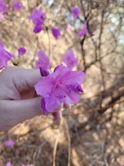 Rhododendron mucronulatum