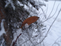 Salix pseudomyrsinites